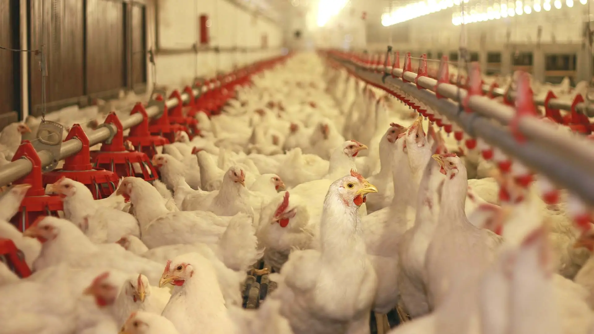 Brasil tem 43% das exportações de frango bloqueadas por gripe aviária