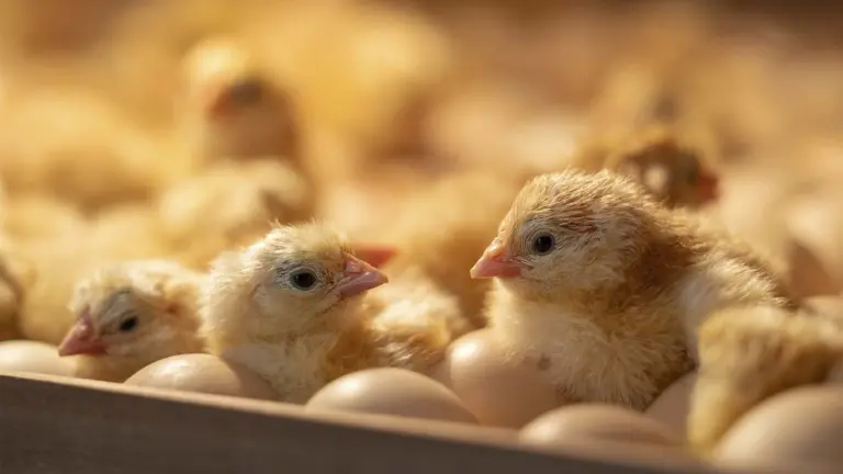 Gargalo na genética avícola desafia indústria do frango, poultry | Crédito: Schutterstock