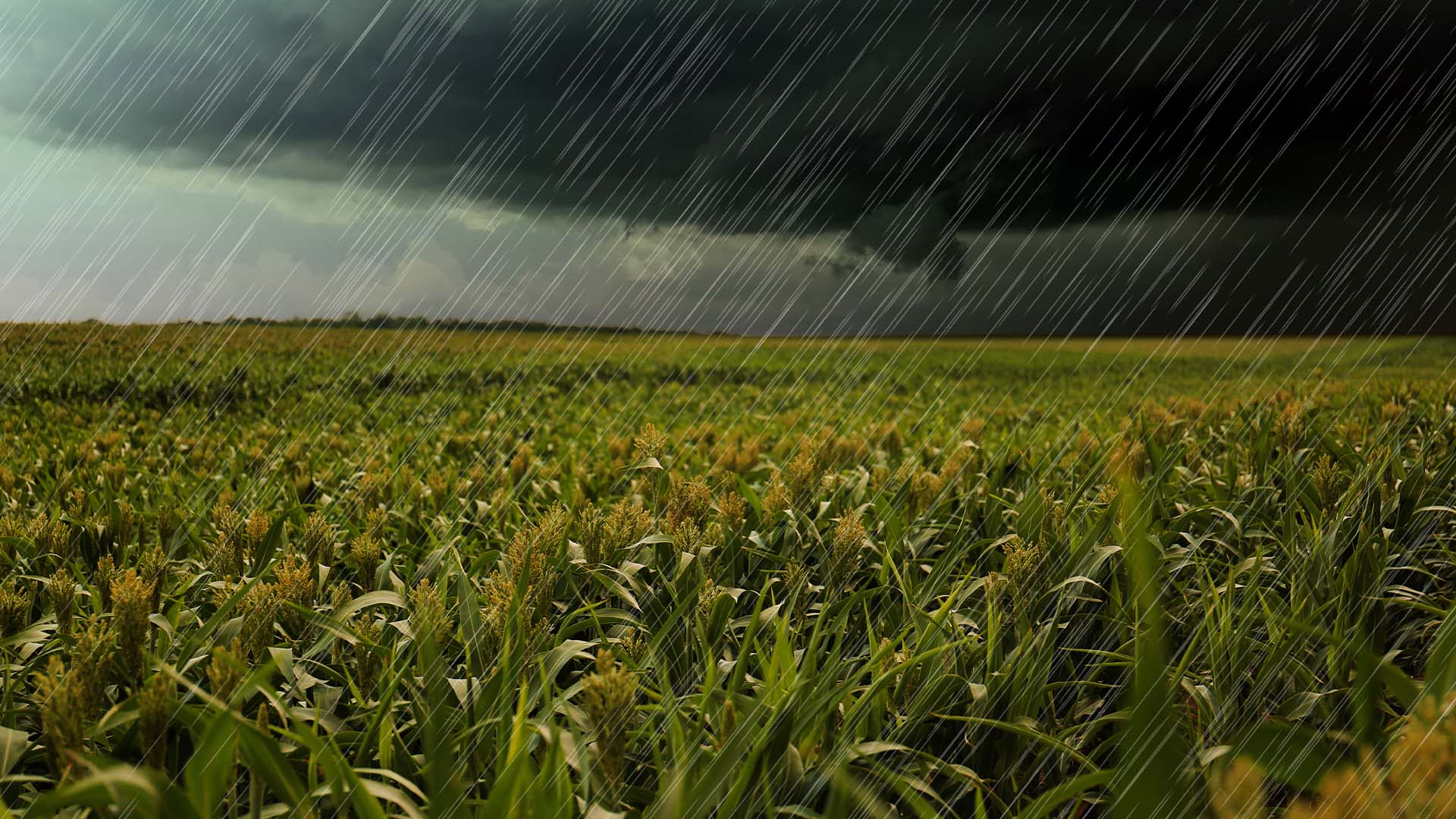 Chuva em lavoura de milho | Crédito: Schutterstock
