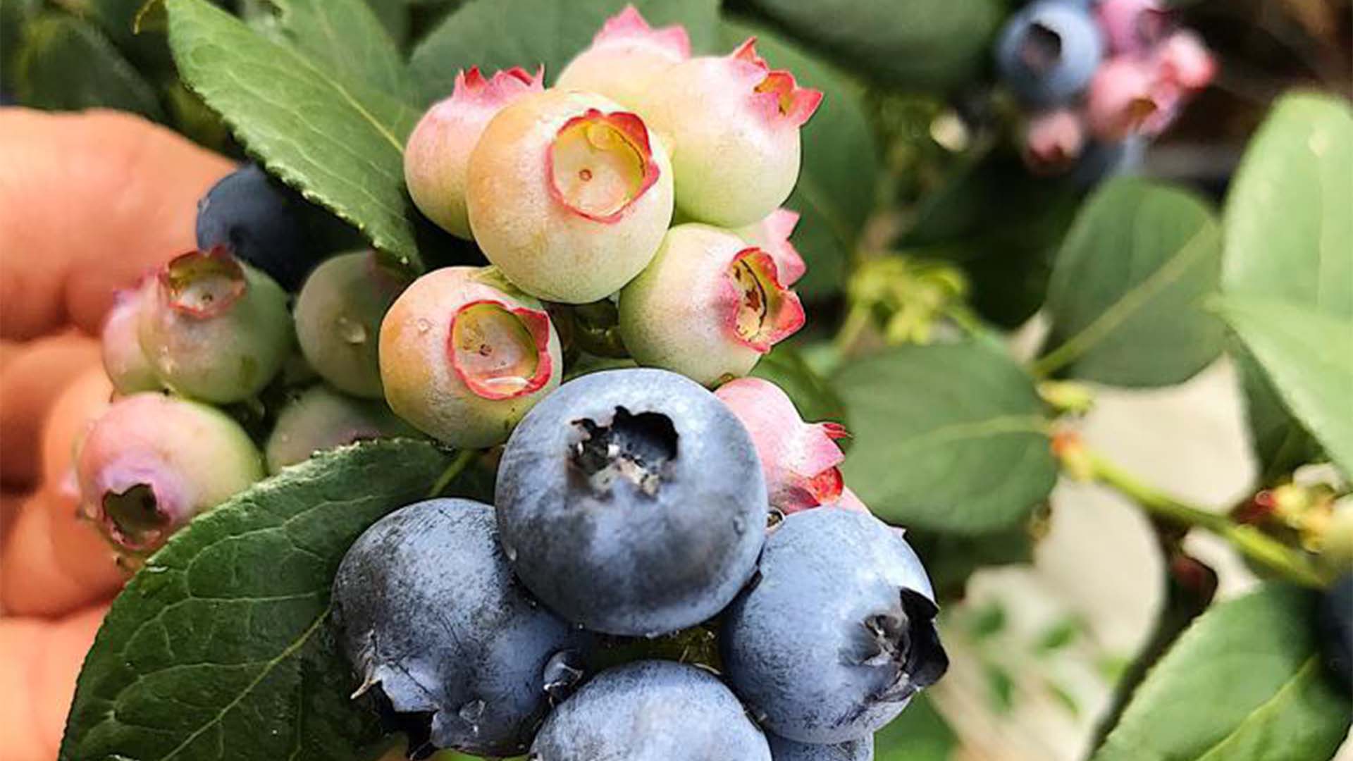 Produção de frutas vermelhas (berries) da Bearberries | Divulgação