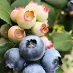 Produção de frutas vermelhas (berries) da Bearberries | Divulgação