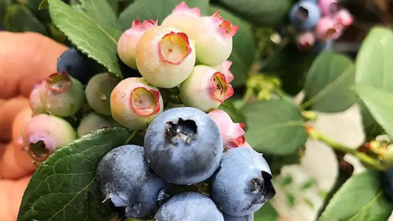 Produção de frutas vermelhas (berries) da Bearberries | Divulgação