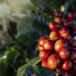Café em lavoura em Minas Gerais | Crédito: Schutterstock