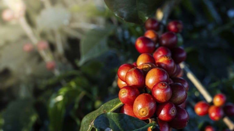 Café em lavoura em Minas Gerais | Crédito: Schutterstock