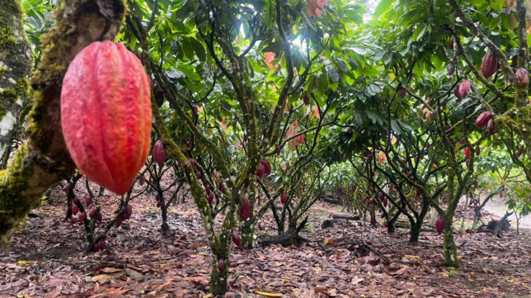 No sul da Bahia, a árdua luta do cacau por produtividade