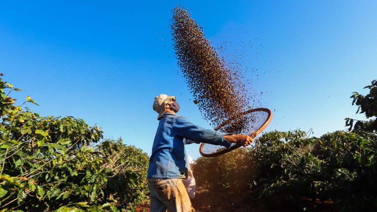 Temperaturas sobem na próxima semana e devem, junto com o tempo seco, acelerar a colheita de café | Crédito: Schutterstock