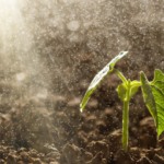 Chuva deve favorecer plantio mais cedo este ano | Crédito: Schutterstock