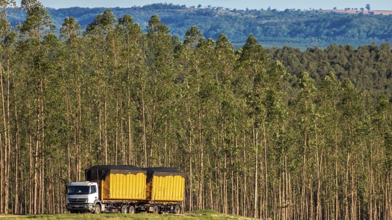 Floresta de eucalipto no Brasil, biomassa pode ser gargalo para etanol de milho | Crédito: Schutterstock