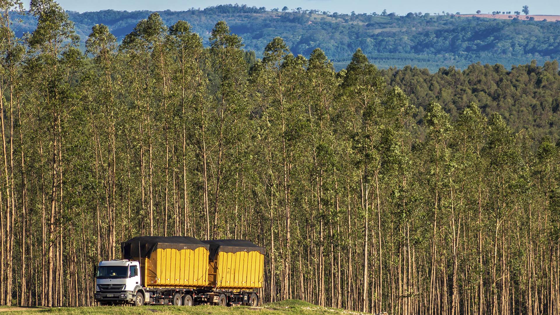Floresta de eucalipto no Brasil, biomassa pode ser gargalo para etanol de milho | Crédito: Schutterstock