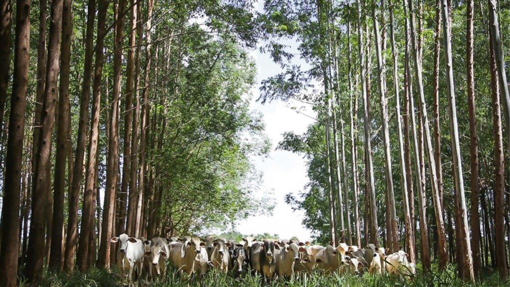 ILPF, sistema integra adaptação e mitigação às mudanças climáticas | Crédito CNA / Tony Oliveira