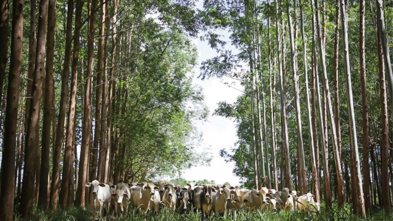 ILPF, sistema integra adaptação e mitigação às mudanças climáticas | Crédito CNA / Tony Oliveira