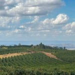 Fazenda de café Ponta da Serra em Capetinga (MG), parceira da Nestlé em agricultura regenerativa | Crédito: Karina Souza
