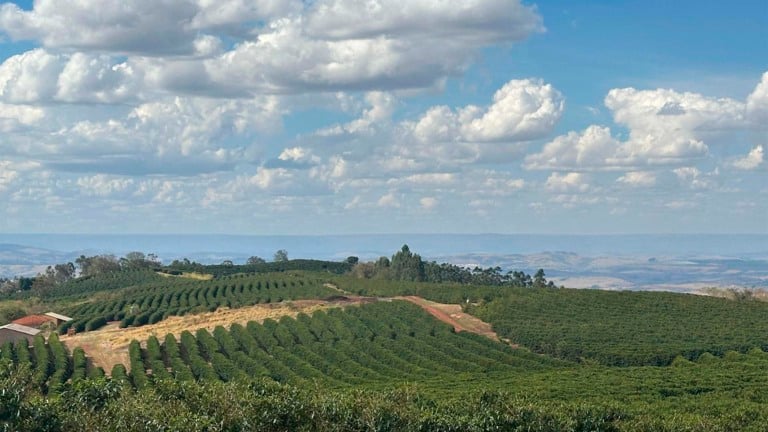 Fazenda de café Ponta da Serra em Capetinga (MG), parceira da Nestlé em agricultura regenerativa | Crédito: Karina Souza