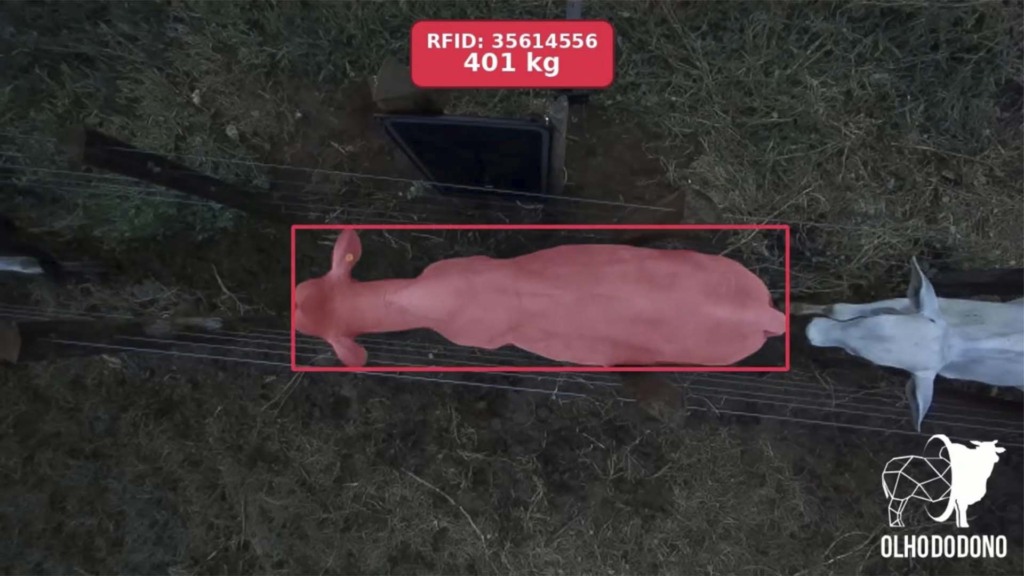 Olho do dono pesa animais com IA | Crédito: Divulgação