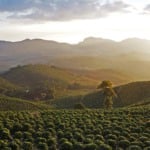Plantação de café