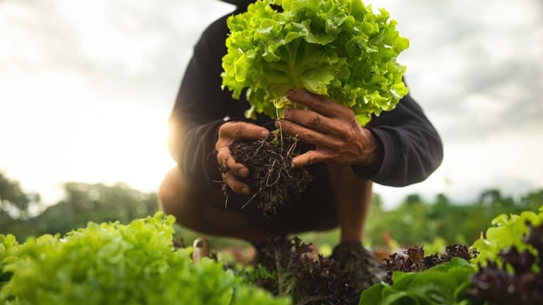 A empresa de fertilizantes de Salto que conquistou investidores europeus; hortifrúti