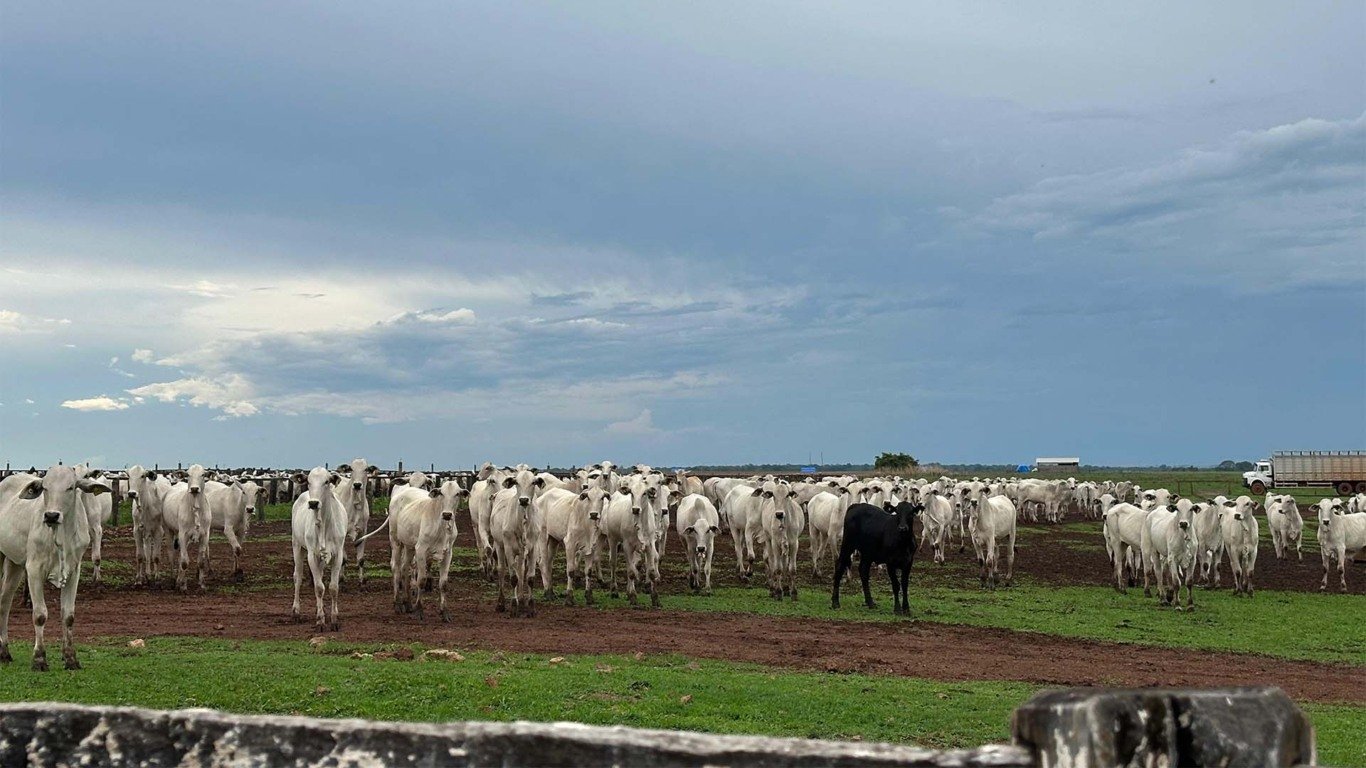 Na Fazenda Itaúba, integração lavoura-pecuária ajuda a rentabilizar melhor a área como um todo