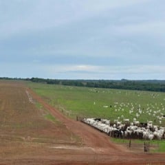 Fazenda Itaúba, do Grupo Biancon, adota integração lavoura e pecuária e práticas de agricultura regenerativa | Crédito: Karina Souza