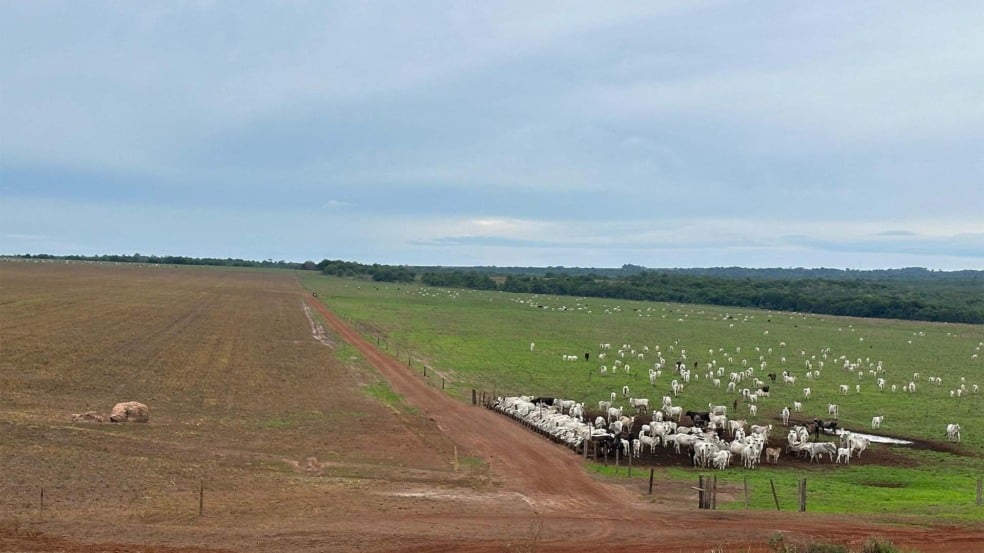 Fazenda Itaúba, do Grupo Biancon, adota integração lavoura e pecuária e práticas de agricultura regenerativa | Crédito: Karina Souza