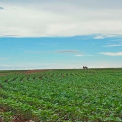 Reverte, Fazenda Biancon