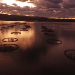 Inclusão de tilápia na lista de espécies exóticas invasoras pode resultar em proibição do cultivo no Brasil | Crédito: Ernani Baraldi