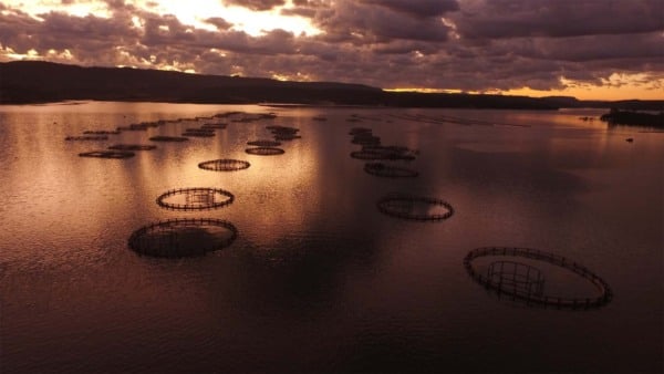 Inclusão de tilápia na lista de espécies exóticas invasoras pode resultar em proibição do cultivo no Brasil | Crédito: Ernani Baraldi