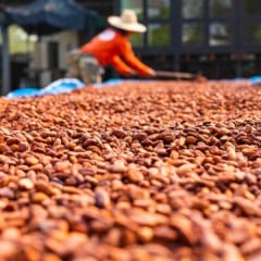 Produtores de cacau secam amêndoas ao sol | Schutterstock