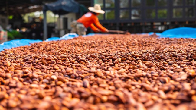 Produtores de cacau secam amêndoas ao sol | Schutterstock