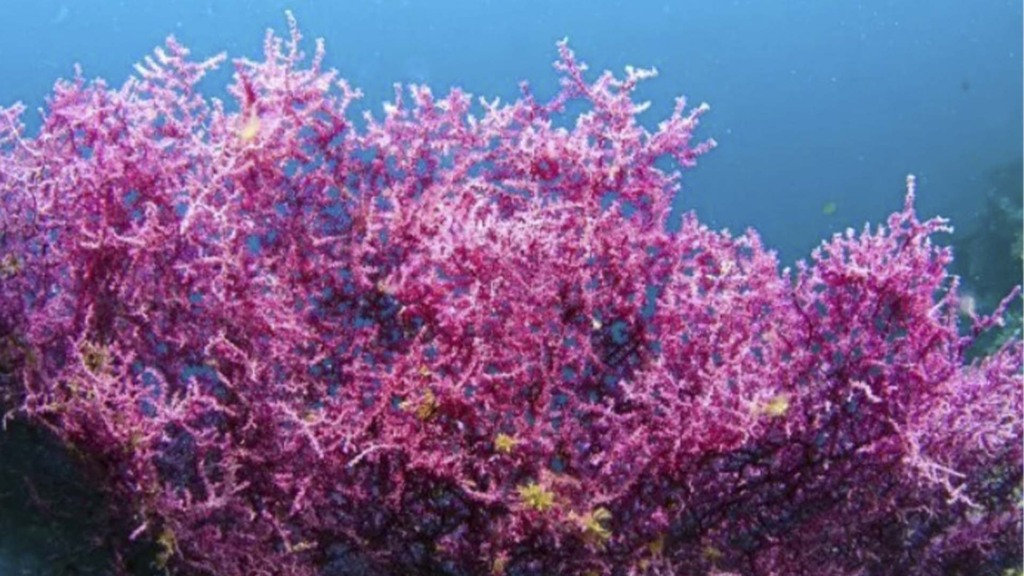 Alga lithothamnium, abundante no nordeste | Crédito: Divulgação
