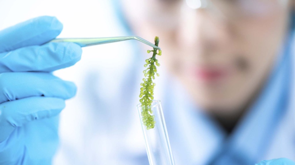 Microalgas; Brasil avança no uso de algas no agro | Crédito: Schutterstock