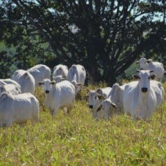 Fazendas de pecuária podem ser solução para a questão climática | Crédito: Instituto Inttegra/Divulgação