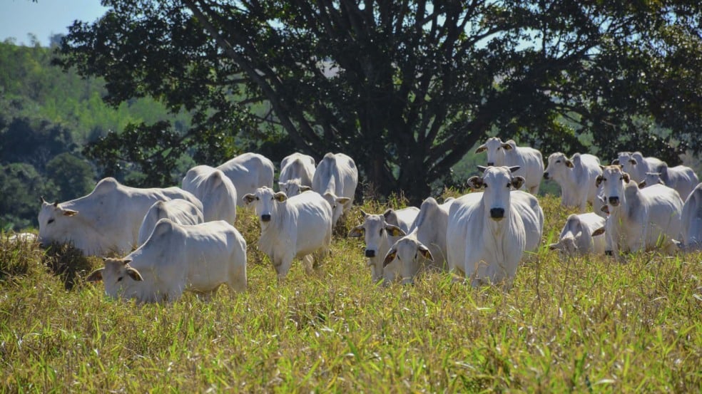 Fazendas de pecuária podem ser solução para a questão climática | Crédito: Instituto Inttegra/Divulgação Fazendas de pecuária podem ser solução para a questão climática | Crédito: Instituto Inttegra/Divulgação