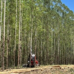 Colheita de eucalipto na Fazenda Debrasa, operada pela Eldorado em Brasilândia (MS) | Crédito: Karina Souza