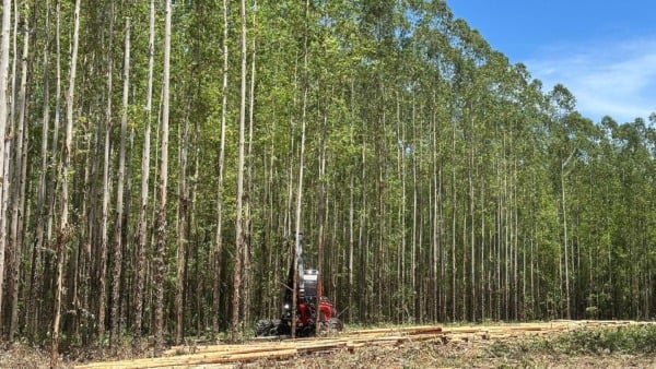 Colheita de eucalipto na Fazenda Debrasa, operada pela Eldorado em Brasilândia (MS) | Crédito: Karina Souza