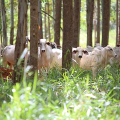 Vox Capital levanta US$ 50 milhões para transição da agricultura, o que inclui projetos de integração lavoura-pecuária-floresta | Crédito: CNA