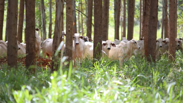 Vox Capital levanta US$ 50 milhões para transição da agricultura, o que inclui projetos de integração lavoura-pecuária-floresta | Crédito: CNA
