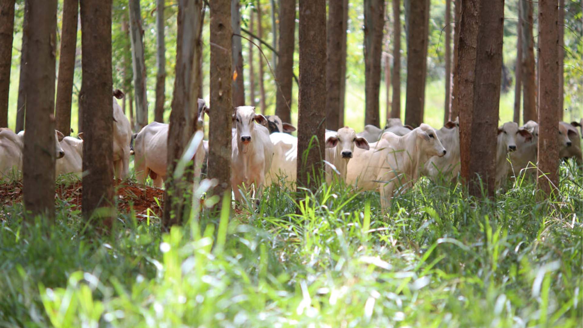 Vox Capital levanta US$ 50 milhões para transição da agricultura, o que inclui projetos de integração lavoura-pecuária-floresta | Crédito: CNA