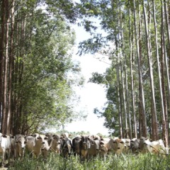 Integração lavoura-pecuária-floresta | Tony Oliveira/CNA