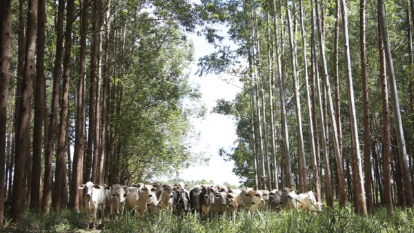 Integração lavoura-pecuária-floresta | Tony Oliveira/CNA