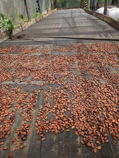 Processo de secagem de cacau na propriedade de Dona Nena | Crédito: Tatiana Freitas