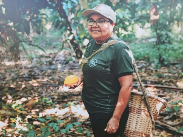 No sítio de Dona Nena, as árvores de cupuaçu protegem os cacaueiros da vassoura-de-bruxa | Crédito: Acervo pessoal
