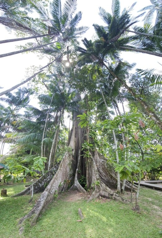 Samaúma, a rainha da floresta, sacrifica uma raiz para cuidar de outras árvores em tempo de estiagem | Crédito: Tatiana Freitas
