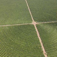 Fazenda de café irrigado | Crédito: Divulgação Eldorado Terra