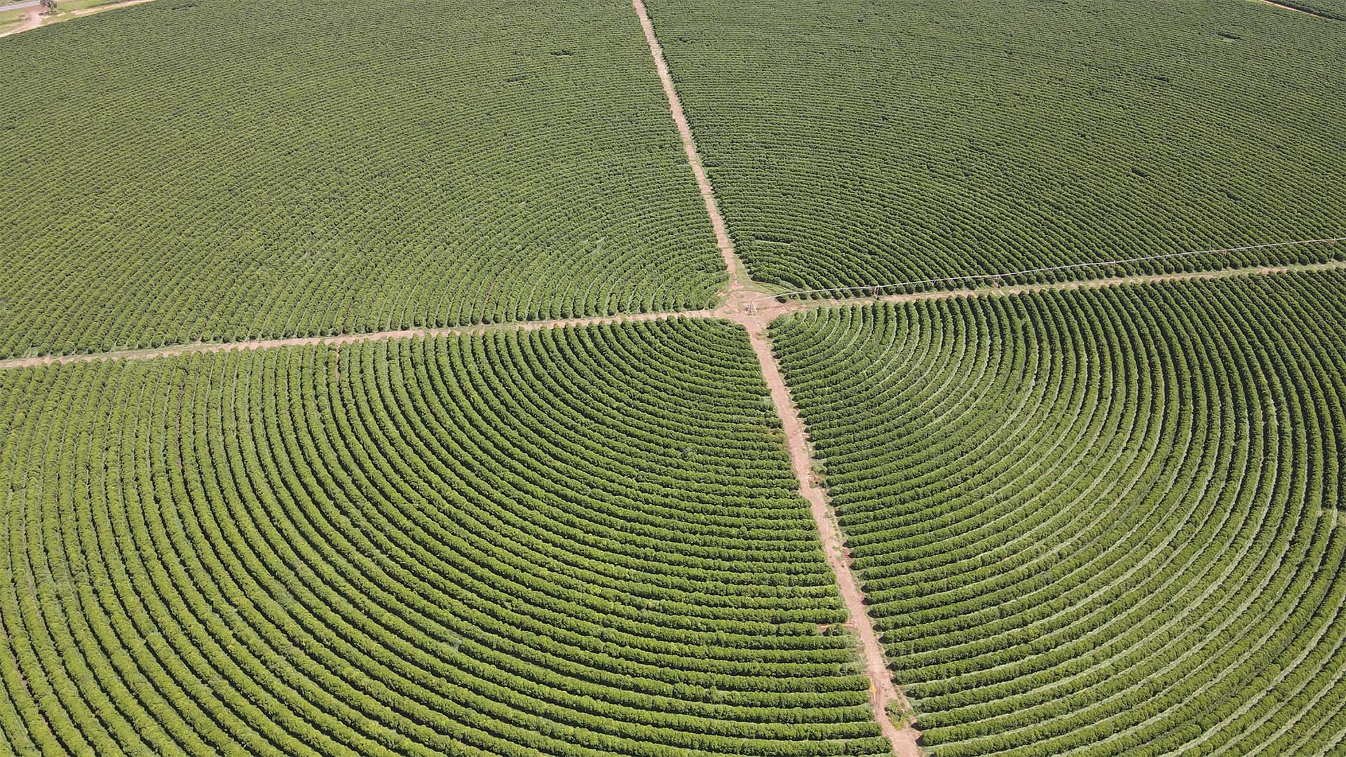 Fazenda de café irrigado | Crédito: Divulgação Eldorado Terra
