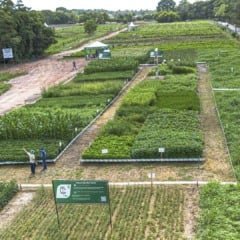 Área dedicada do Programa Trigo Baixo Carbono na Agrizone, espaço da Embrapa com 3 mil metros quadrados na COP30 | Crédito: Saulo Coelho/Embrapa
