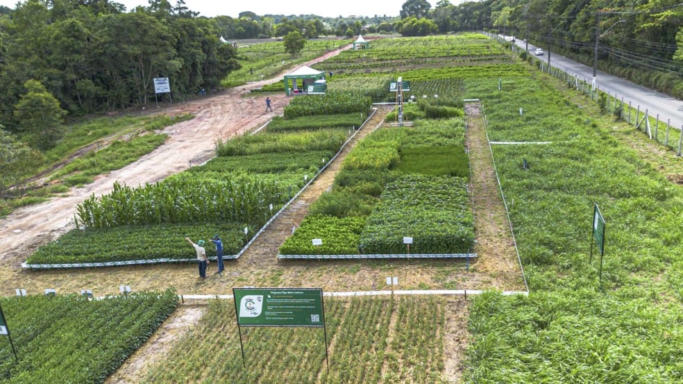 Área dedicada do Programa Trigo Baixo Carbono na Agrizone, espaço da Embrapa com 3 mil metros quadrados na COP30 | Crédito: Saulo Coelho/Embrapa Área dedicada do Programa Trigo Baixo Carbono na Agrizone, espaço da Embrapa com 3 mil metros quadrados na COP30 | Crédito: Saulo Coelho/Embrapa