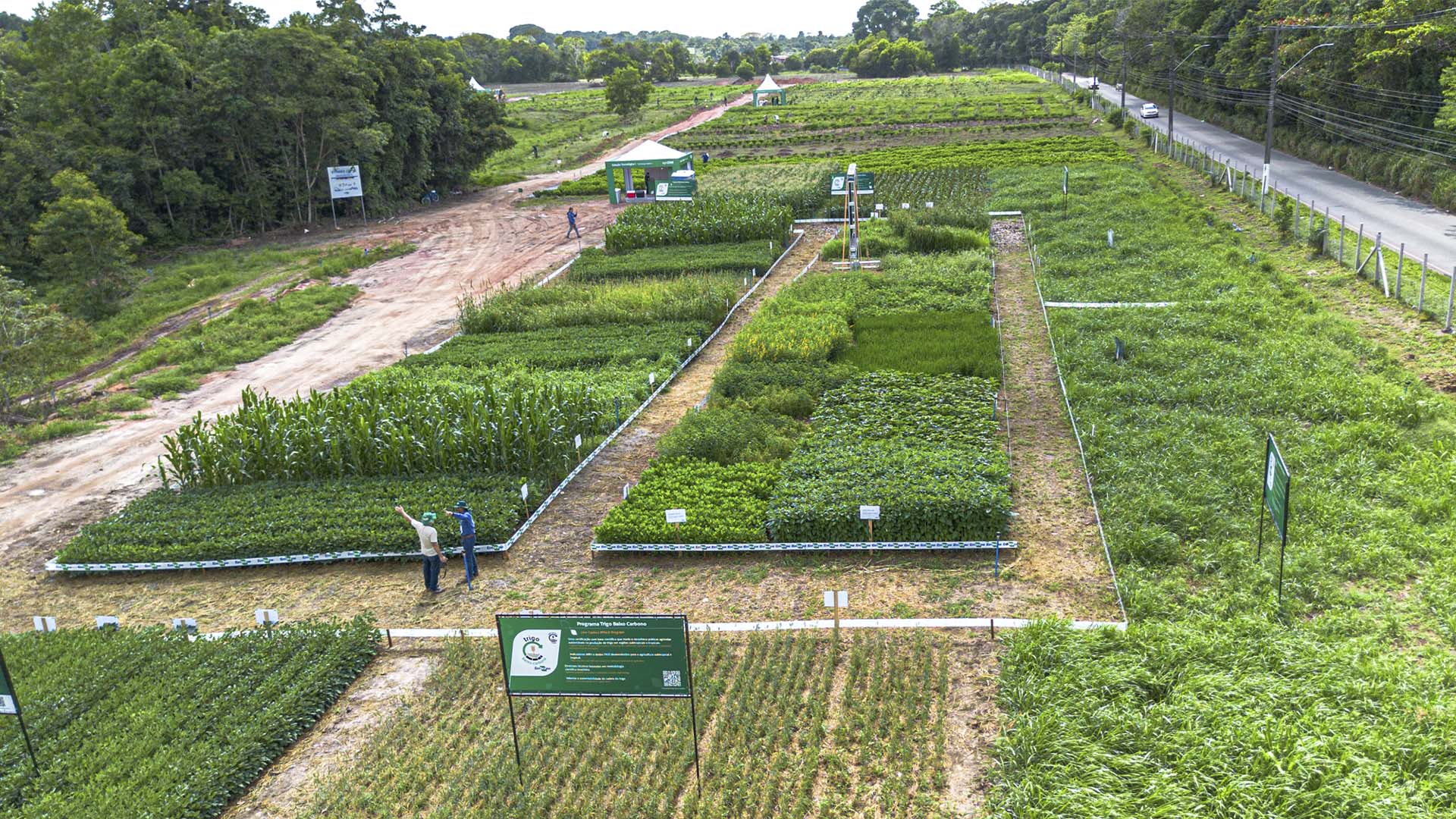 Área dedicada do Programa Trigo Baixo Carbono na Agrizone, espaço da Embrapa com 3 mil metros quadrados na COP30 | Crédito: Saulo Coelho/Embrapa