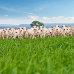 GIC busca investimentos em recuperação de áreas degradada, pastagens