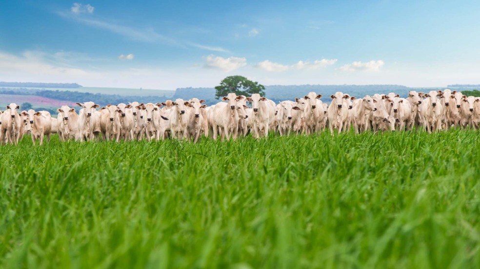 GIC busca investimentos em recuperação de áreas degradada, pastagens