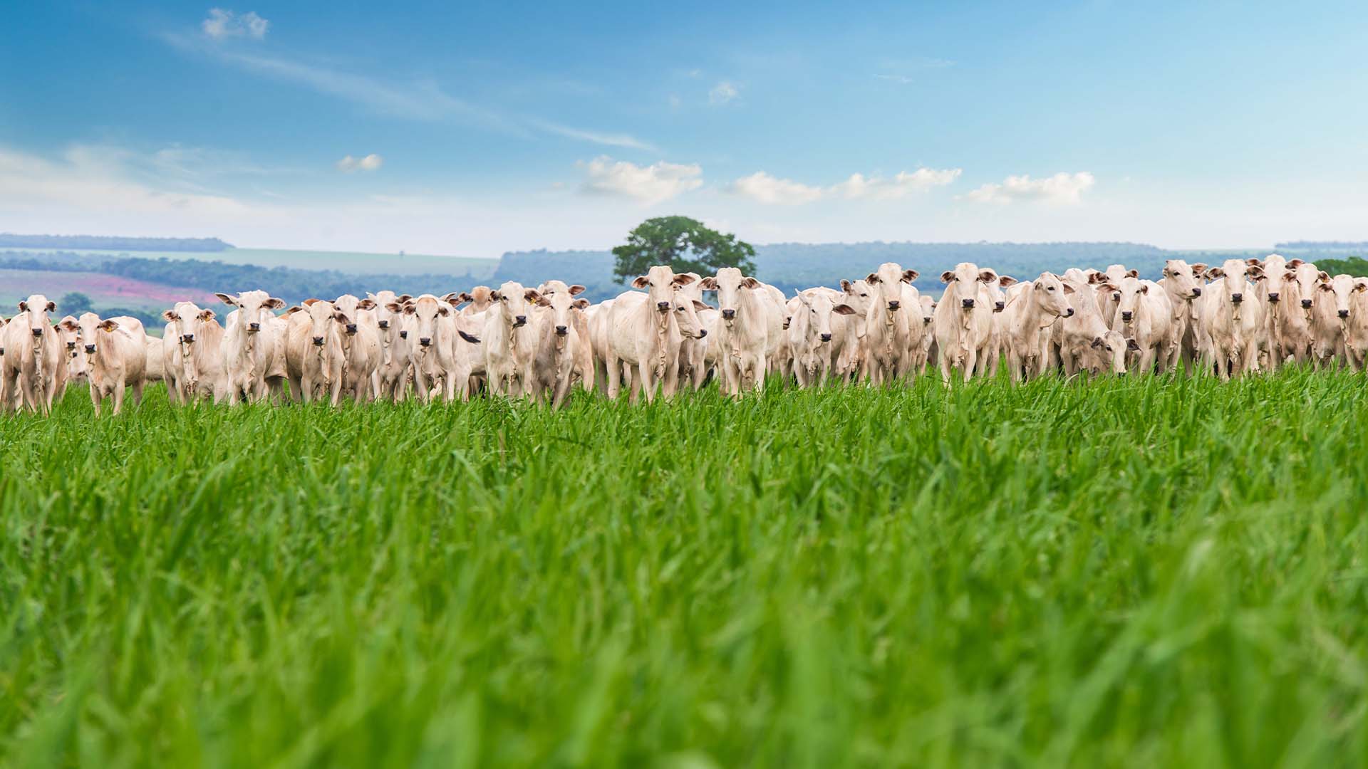 GIC busca investimentos em recuperação de áreas degradada, pastagens